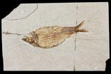 Bargain, Fossil Fish (Knightia) - Wyoming #103897-1